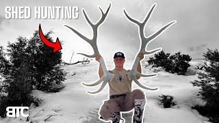 SHED HUNTING | BIG SETS | BTC 4K