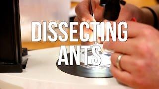 Dissecting Ants