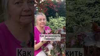 Дели и властвуй над сорняками! ️Как поделить и размножить гейхеру?️ Вечнозеленый почвопокровник️