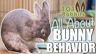 ALL ABOUT BUNNY BEHAVIOR 