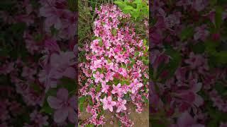 마곡사 계곡 옆에 핀 분홍꽃  #꽃잔디 #좋은 음악 #flowers #마곡사 #sakura #사찰 정원 #절 #불교 #명상 음악