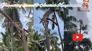 Tree cutting channel # Aravind trending channel # top tree cutting # Kanyakumari