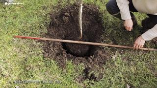 Planter un arbre fruitier