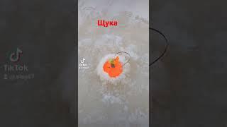 щука на жерлицы #2023 #озеро #щука #щуканажерлицы #жерлицы