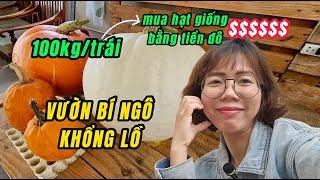 VƯỜN BÍ NGÔ KHỔNG LỒ Mua hạt giống bằng tiền đô $$ - 100kg/trái - Con Nhà Nông