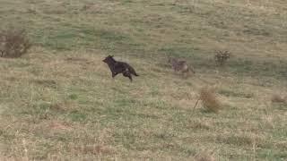 Achtung, nichts für schwache Nerven!!! Insgesamt werden 4 Tiere erschossen