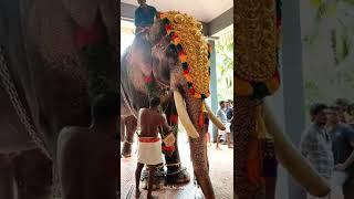 രാമൻ  #thechikottukavuramachandran #aanachandam #pooram #aanapremi #bestoftheday #shorts