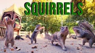 SQUIRREL EATING PEANUTS IN 4K | HUNGRY SQUIRREL PLAYING AND FIGHTING