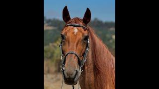 Abused Tennessee Walking Horse - Part 11- Remi - Gaited Horse Training