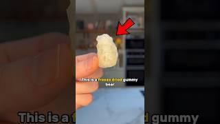 Gummy Bear vs Freeze Dried Gummy Bear