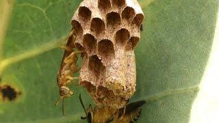 VERSICOLOR SOCIAL WASP Couple nest (POLISTES VERSICOLOR), VESPA DO PAPEL AMARELO, POISONOUS INSECTS.