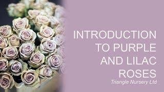Introduction to Lilac and Purple Roses - Wholesale Flowers UK and Academy ( Triangle Nursery)
