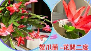 【老貓花事】 蟹爪蘭花開二度，三月盛開的蟹爪蘭  #vlog  #蟹爪兰 #蟹爪莲 #cactus