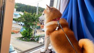 When a favorite car is destroyed in a flood,  Shibe watches patiently as it is retrieved.