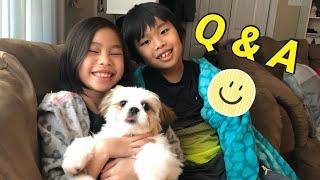 Q and A with Shih Tzu Puppy and Siblings