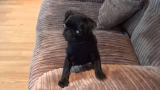 Batman Pug puppy screaming for dinner