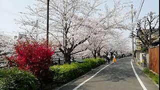 Sakura in Yamazaki River, Nagoya