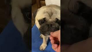 #puglife #shortvideo #pugsofinstagram #shortsvideo #мопс #гуффи #shorts #short #pug #dogs #dog