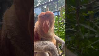 Proboscis monkey amazing video!