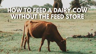 How to Feed a Dairy Cow Without The Feedstore