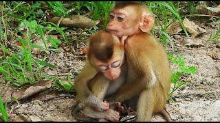 Hello cheko Santa, this evening cheko and Santa are hungry for milk and are waiting for Mom