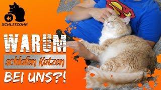 Warum schläft meine Katze bei mir? Warum liegen Katzen so gerne bei/ auf uns Menschen?