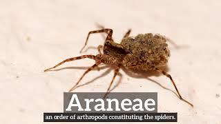 How Does Araneae Look? | What is Araneae? | How to Say Araneae in English?