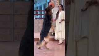 बहुत मजा आया मालकिन  #dogplaying #dogphotography #dogvideo #viralshort #vlog #dog