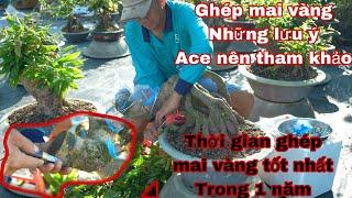 GHÉP MAI VÀNG,  chia sẽ cách ghép mai vàng cùng ace ghép đạt hiệu quả hơn