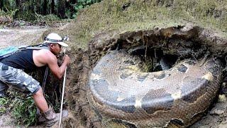 SECONDS OF THE GIANT PYTHON MONSTER BUNTET SNAKE LOOK AT THE HOLE | SNAKE | SNAKE