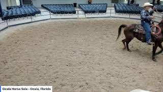 Ocala Horse Sale - Ocala, Florida