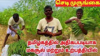 chedi murungai valarpu tamil | drumstick farming in tamilnadu | karumbu murungai | Valarum Velanmai