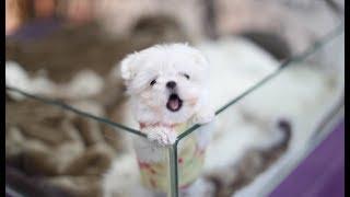 Teacup puppy! Maltese