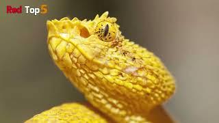 5 most beautiful yellow animals in the world