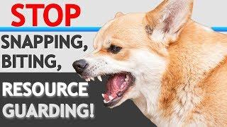 How to STOP “Food Aggression”/ Resource Guarding in Dogs- WITHOUT FORCE