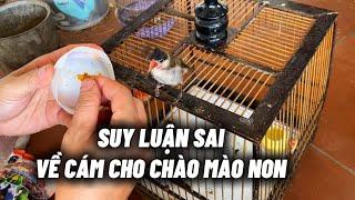 Suy luận sai lầm về Cám cho chào mào non ăn