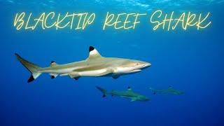 Blacktip reef shark