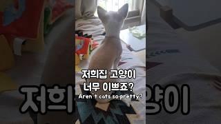Are you a cat or a dog??