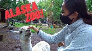 Alaska travel vlog: petting alpacas at the zoo!