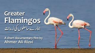 Greater Flamingos - ہمارے ساحلوں کی زینت