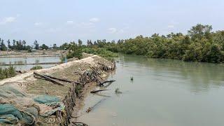 Live in Sundarban