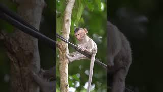 Smart Monkey Solves A Problem! 