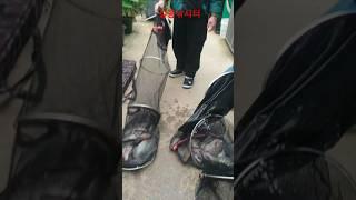 저곳이 설동이다 들어간 괴기는 많지만 아직까지 살아나온 물괴기는 단 한 마리도 없다는 무간지옥. #역돔낚시 #역돔낚시터 #틸라피아 #역돔 #설동낚시터