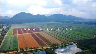 อืมม มิลค์ "หอมนมมากกว่าใคร" เพราะเราควบคุมคุณภาพทุกขั้นตอนใน Umm milk Farm