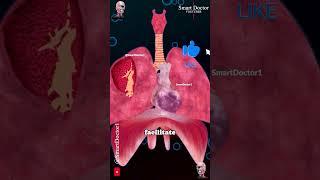 The Incredible Resilience of the Heart and Lungs 🫀 🫁