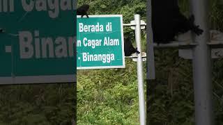 #penghuni #cagaralam pangi-binangga #kebunkopi #hutanangker #hutan #kotapalu #parigi