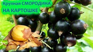 Удобрение и подкормка смородины картофельными очистками