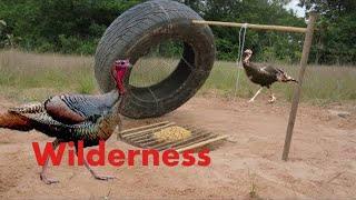 Awesome Quick Turkey Trap Using Car Wheel And Deep Hole - How To Make Turkey Trap & Car Wheel 100%