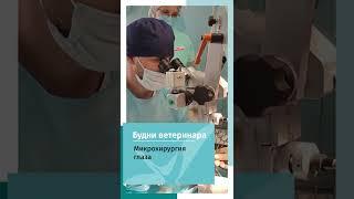 операция на глазах у собак и кошек