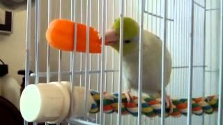 Jesse the Parrotlet, Destroyer of Carrots